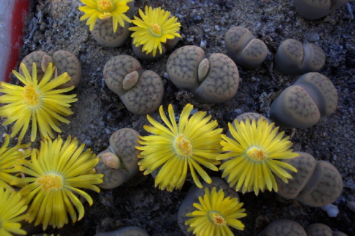 lithops schwantesi v.triebneri